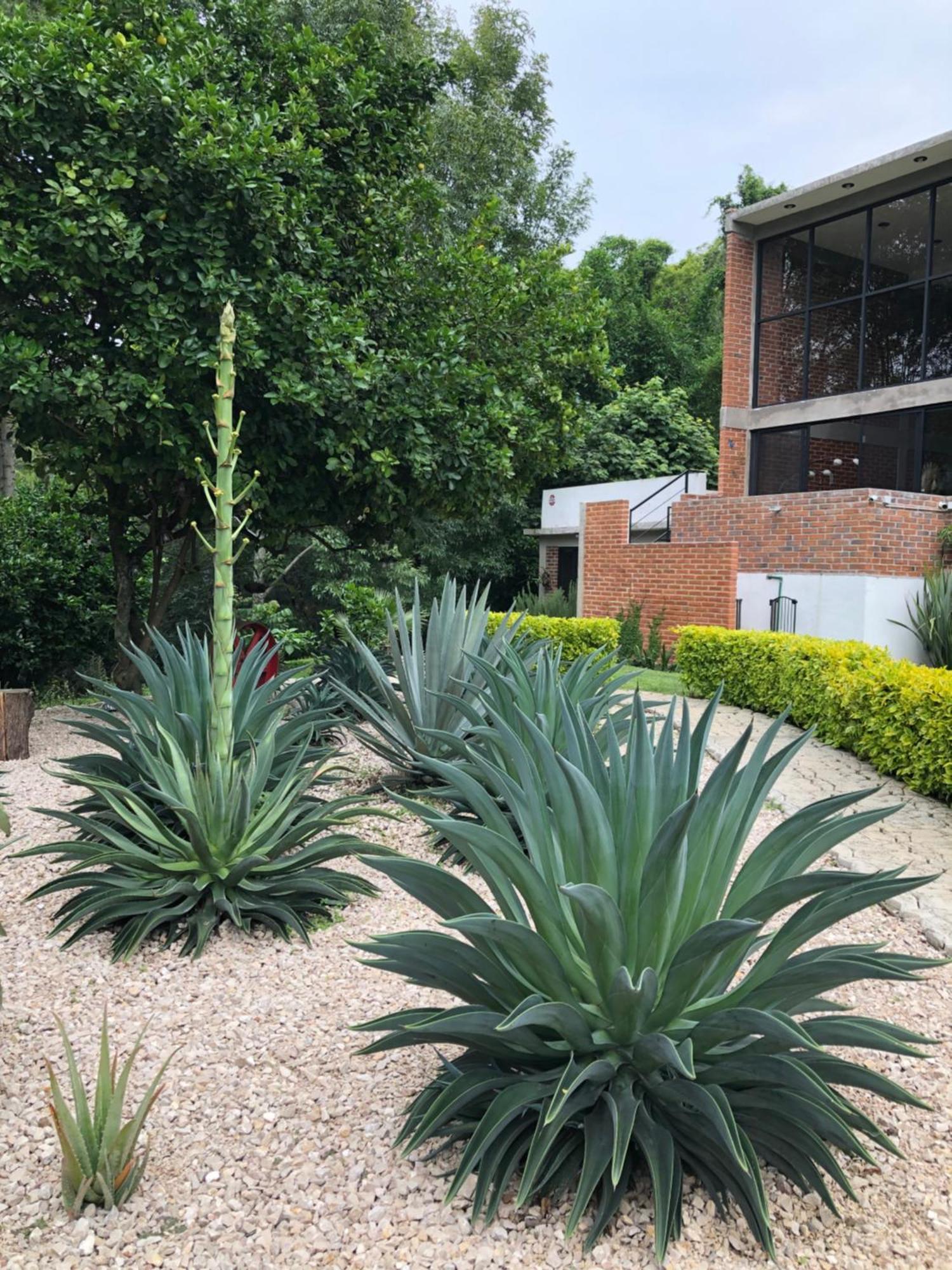 Las Orquideas Villa Tepoztlán Eksteriør bilde